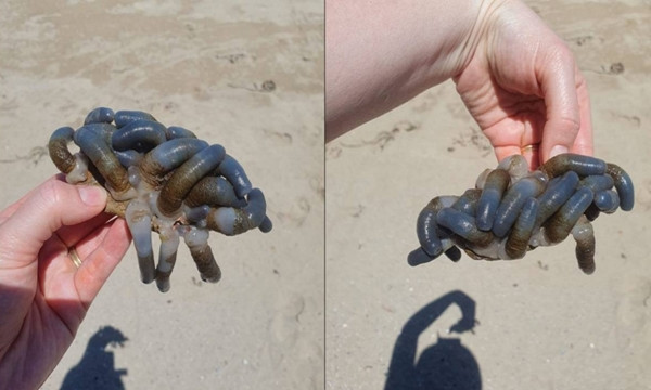 Hình ảnh sinh vật kỳ quái mà cô Cassar và con trai tìm thấy.