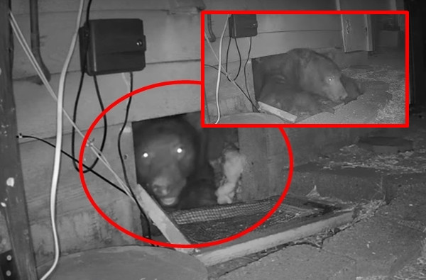 Con gấu nâu khổng lồ xâm nhập vào nhà của cặp đôi khiến cả hai sợ hãi và choáng váng.