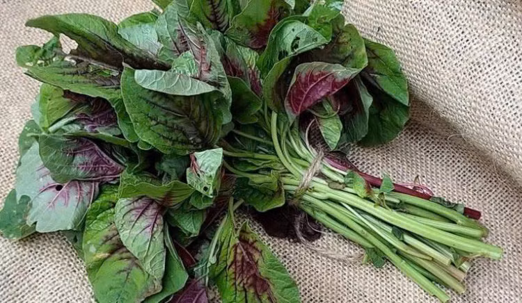 Rau dền là một loại rau phổ biến trong thực đơn hàng ngày - Ảnh minh họa Rau dền là một loại rau phổ biến trong thực đơn hàng ngày - Ảnh minh họa