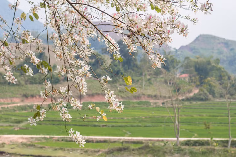 Hoa Ban, loài hoa mang một vẻ đẹp bình dị, gần gũi nơi núi rừng Tây Bắc. Ảnh Yến Vi Vu Hoa Ban, loài hoa mang một vẻ đẹp bình dị, gần gũi nơi núi rừng Tây Bắc. Ảnh Yến Vi Vu