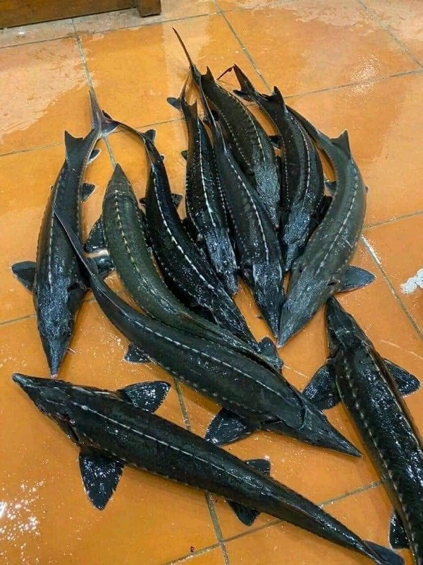 Thị trường cá tầm “vàng thau lẫn lộn”