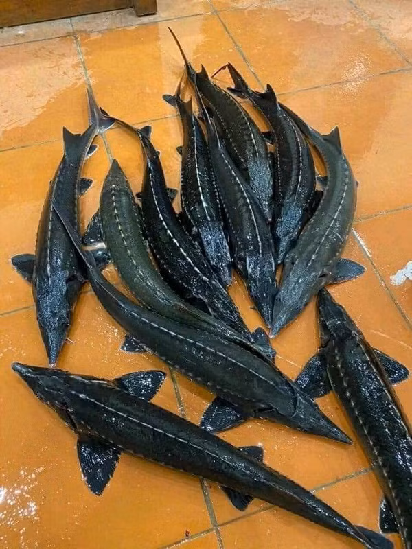 Thị trường cá tầm “vàng thau lẫn lộn”