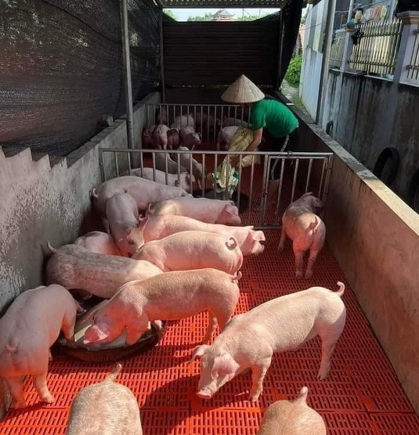 Tình trạng thiếu hụt nguồn cung đang đẩy giá heo hơi tăng cao. Tình trạng thiếu hụt nguồn cung đang đẩy giá heo hơi tăng cao.