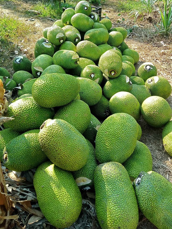 Giá mít Thái tăng mạnh ảnh 1