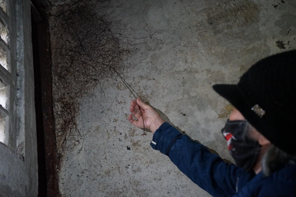 Bà Dương Thị Nga lấy tay kéo những rễ cây dương xỉ mọc xuyên từ tường bên ngoài vào trong tại chiếu nghỉ cầu thang tầng 3 nhà A8, bà bảo: “Cây này mọc cũng lâu rồi, thấm dột từ đây chứ đâu”. Bà Dương Thị Nga lấy tay kéo những rễ cây dương xỉ mọc xuyên từ tường bên ngoài vào trong tại chiếu nghỉ cầu thang tầng 3 nhà A8, bà bảo: “Cây này mọc cũng lâu rồi, thấm dột từ đây chứ đâu”.