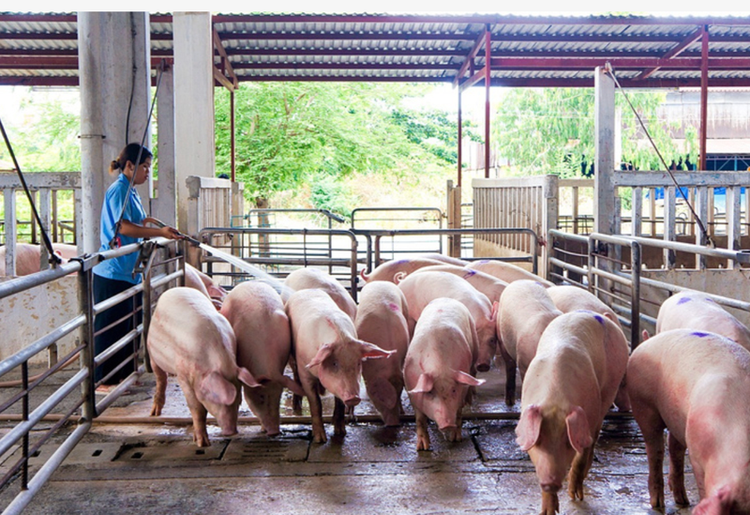 VET bị truy thu thuế.