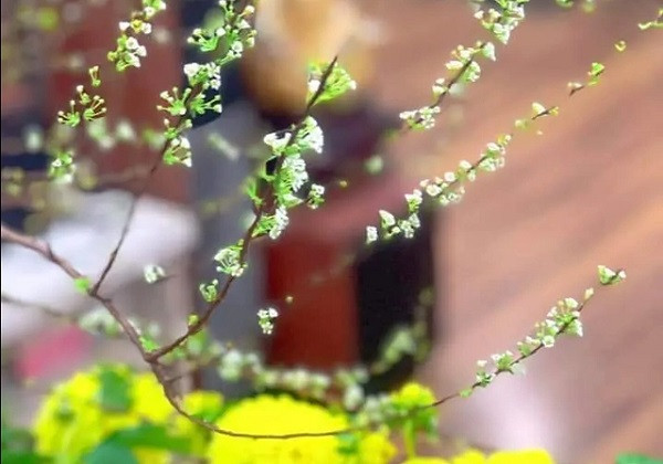 Hoa Tuyết Mai vẫn được nhiều người săn đón sau Tết.