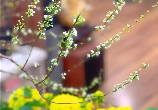 Hoa Tuyết Mai vẫn được nhiều người săn đón sau Tết.