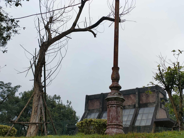 Ngoài ra, tại đây cũng đang tồn tại một số cây có biểu hiện bị chết khô.