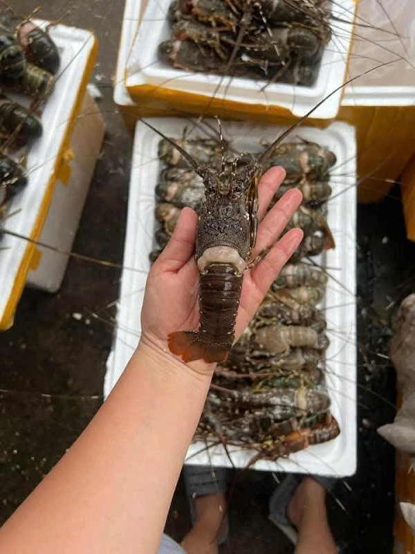 Loại tôm hùm này trọng lượng chỉ 100 gram/con. (Nguồn: IT)