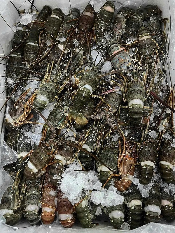 Tôm hùm được rao bán trên chợ online với giá chỉ 10.000 đồng/con. (Nguồn: IT)