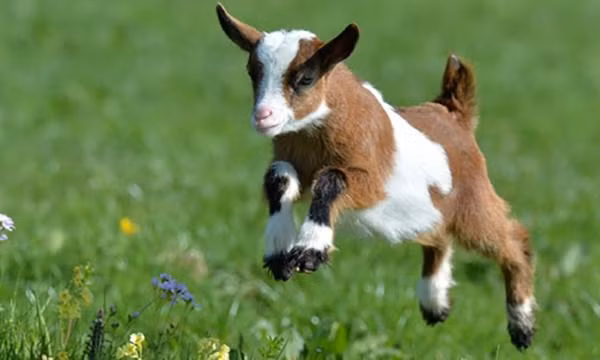 Cuoi thang 10 am thinh vuong, 3 con giap hung tien moi tay-Hinh-2