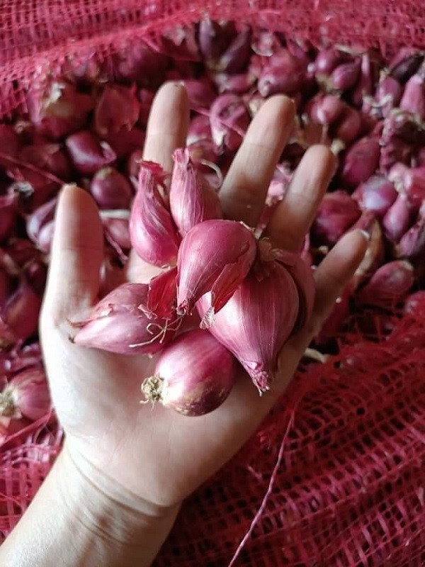 Hành tím Ninh Thuận