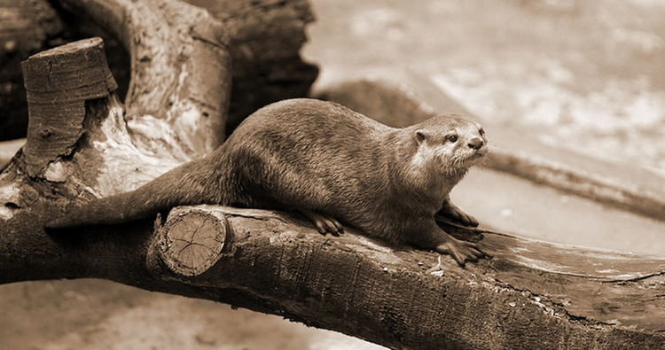 Rái cá trong Thảo Cầm Viên Sài Gòn.