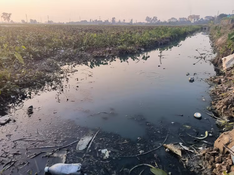 Người dân cho rằng nước thải từ CCN Phú Lâm làm chết lúa, gây thiệt hại kinh tế cho nông dân.