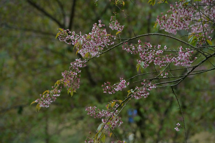 Mai anh đào Sa Pa nở rộ trên đồi chè. Nguồn ảnh: Khánh Huy