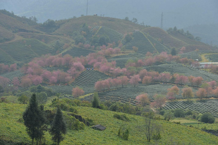 Hoa mai anh đào nở rộ trên đồi chè Ô Long. Nguồn ảnh: Khánh Huy