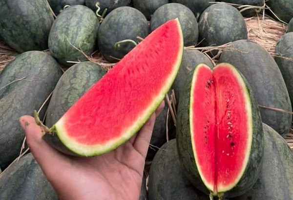 Giá bán lẻ dưa hấu đang ở mức từ 8.000 - 12.000 đồng/kg Giá bán lẻ dưa hấu đang ở mức từ 8.000 - 12.000 đồng/kg