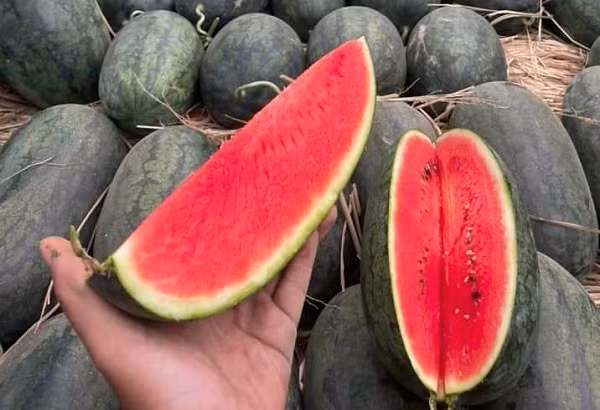 Giá bán lẻ dưa hấu đang ở mức từ 8.000 - 12.000 đồng/kg
