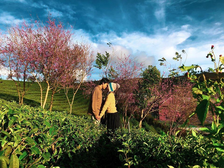 Du khách chụp ảnh cùng hoa mai anh đào Sa Pa. Nguồn ảnh: Internet