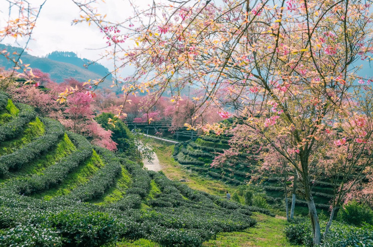 Nơi ngắm mai anh đào đẹp nhất là đồi chè Ô Long. Nguồn ảnh: Chu Đức Giang