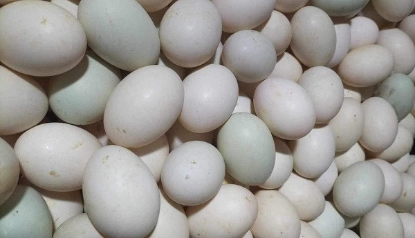 Trứng vịt giảm giá mạnh