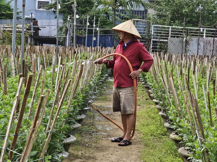 Nông dân trồng hoa tại đây cho hay, năm nay, thời tiết thay đổi thất thường, nhiều đợt mưa lớn kéo dài làm hoa Tết sinh trưởng chậm, bị sâu bệnh nên việc chăm sóc vất vả, tốn nhiều chi phí hơn. Thời điểm này, các nhà vườn tập trung để cây phát triển tốt, ra hoa đẹp, đồng thời chủ động biện pháp phòng ngừa, hạn chế một số sâu bệnh gây hại.