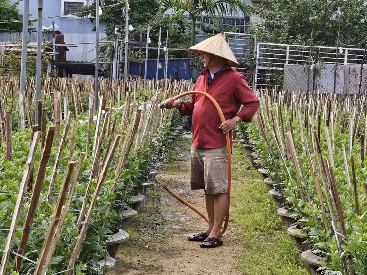 Nông dân trồng hoa tại đây cho hay, năm nay, thời tiết thay đổi thất thường, nhiều đợt mưa lớn kéo dài làm hoa Tết sinh trưởng chậm, bị sâu bệnh nên việc chăm sóc vất vả, tốn nhiều chi phí hơn. Thời điểm này, các nhà vườn tập trung để cây phát triển tốt, ra hoa đẹp, đồng thời chủ động biện pháp phòng ngừa, hạn chế một số sâu bệnh gây hại.