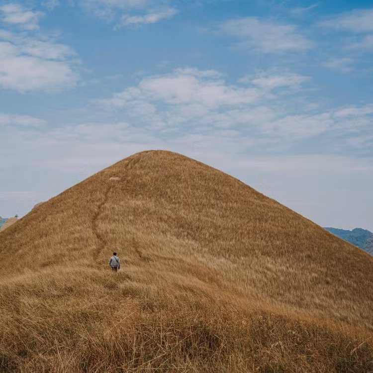 Đồi cỏ cháy rực chân trời ở Vinh Quý. Nguồn ảnh: Internet.