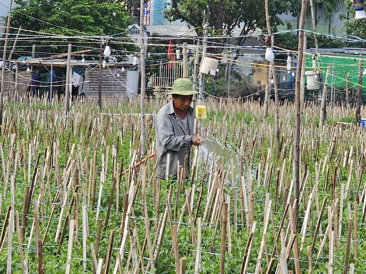 &quot;Thời điểm giáp Tết rất quan trọng. Càng về cuối năm, thời tiết càng khó dự đoán, phải kỳ công chăm sóc hoa nở mới đạt chất lượng&quot;, anh Huy, nông dân trồng hoa, nói. Theo anh Huy, vụ hoa năm nay sâu rất nhiều, thân cây cúc nhỏ và phát triển chậm hơn so với những năm trước. Nếu có mưa liên tục, chất lượng hoa sẽ giảm, ảnh hưởng giá thu mua cuối vụ.