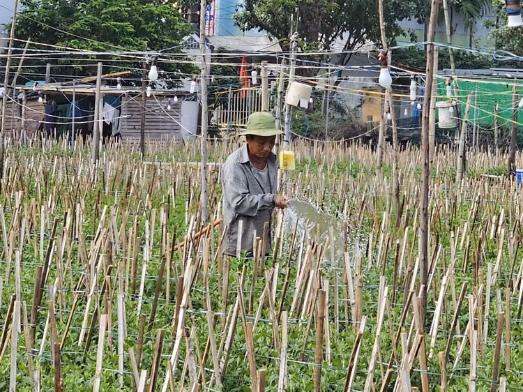 "Thời điểm giáp Tết rất quan trọng. Càng về cuối năm, thời tiết càng khó dự đoán, phải kỳ công chăm sóc hoa nở mới đạt chất lượng", anh Huy, nông dân trồng hoa, nói. Theo anh Huy, vụ hoa năm nay sâu rất nhiều, thân cây cúc nhỏ và phát triển chậm hơn so với những năm trước. Nếu có mưa liên tục, chất lượng hoa sẽ giảm, ảnh hưởng giá thu mua cuối vụ.
