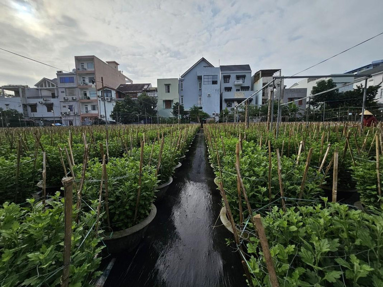 Ngay mặt tiền đường 30/4 thuộc phường Hòa Cường Bắc, quận Hải Châu, hơn nghìn chậu cúc đang trong giai đoạn chờ ngắt cành.