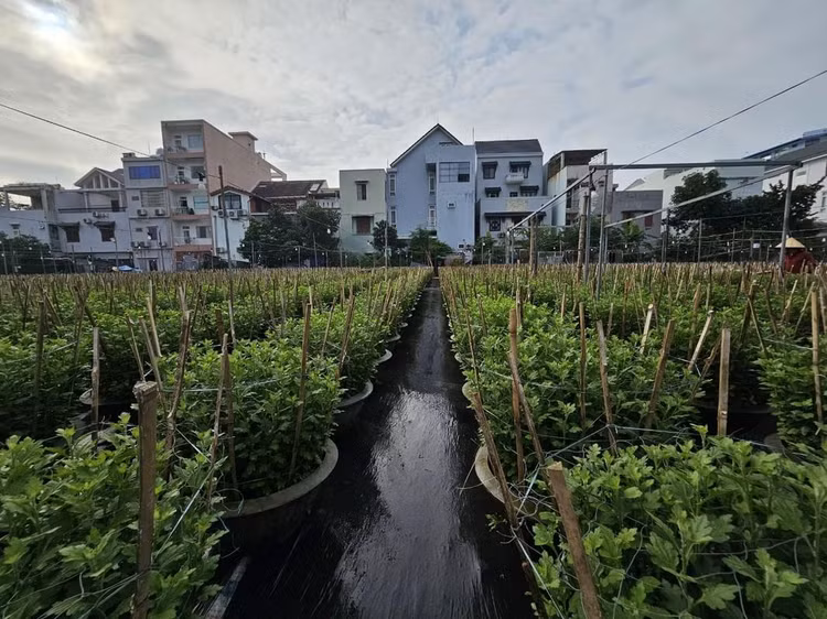 Ngay mặt tiền đường 30/4 thuộc phường Hòa Cường Bắc, quận Hải Châu, hơn nghìn chậu cúc đang trong giai đoạn chờ ngắt cành.