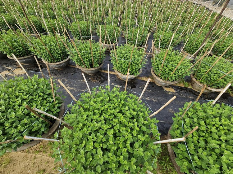 Theo những người trồng hoa, từ đầu tháng 11, thương lái từ các tỉnh đã đổ về làng hoa đặt hàng. Đây cũng là thời điểm bận rộn nhất của nhà vườn trồng hoa Tết.