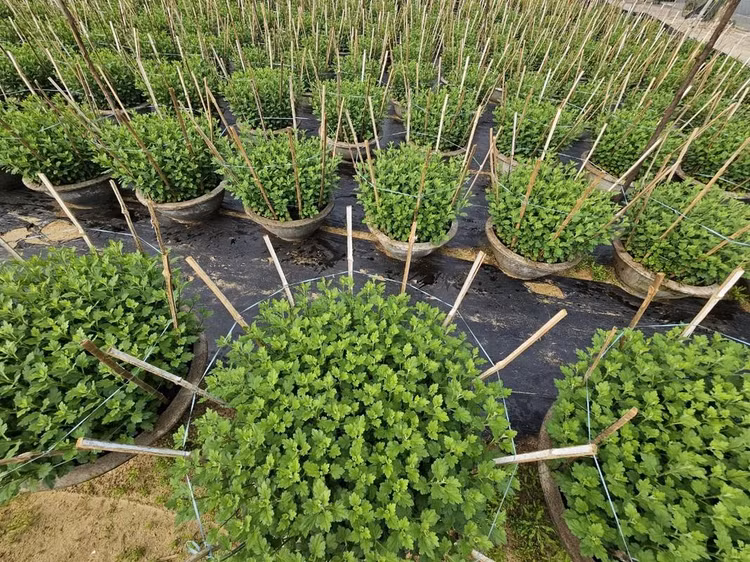 Theo những người trồng hoa, từ đầu tháng 11, thương lái từ các tỉnh đã đổ về làng hoa đặt hàng. Đây cũng là thời điểm bận rộn nhất của nhà vườn trồng hoa Tết.