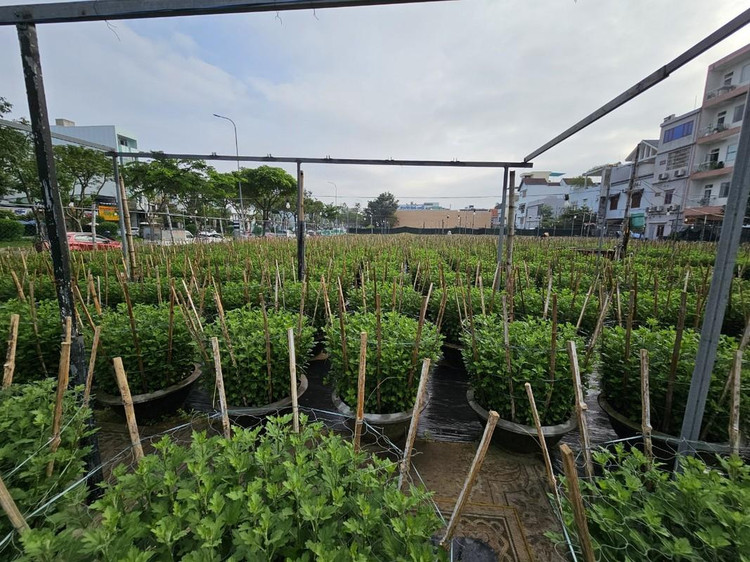 Là nơi cung ứng hoa không chỉ cho thị trường thành phố, mà còn nhiều tỉnh, thành lân cận như Quảng Nam, Thừa Thiên Huế, Quảng Trị…, những ngày này, các làng hoa Đà Nẵng rộn ràng hơn hẳn.