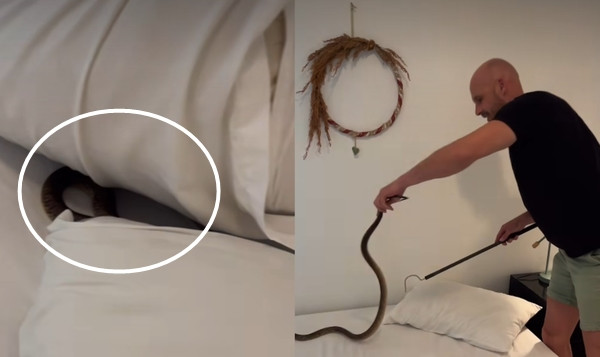 Con rắn cực độc ẩn náu dưới gối của chàng trai trẻ.