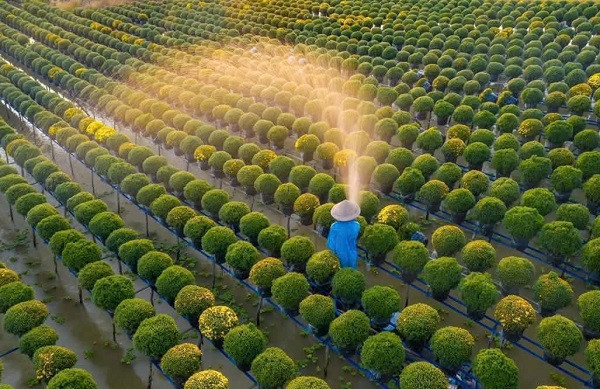 Làng hoa Sa Đéc chuẩn bị Tết. (Nguồn: IT)