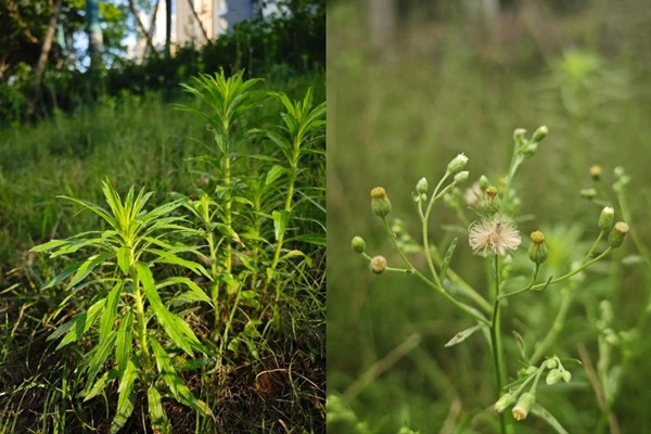Cỏ phi bồng, hay còn gọi là tiểu bồng thảo (tên khoa học là Erigeron canadensis).