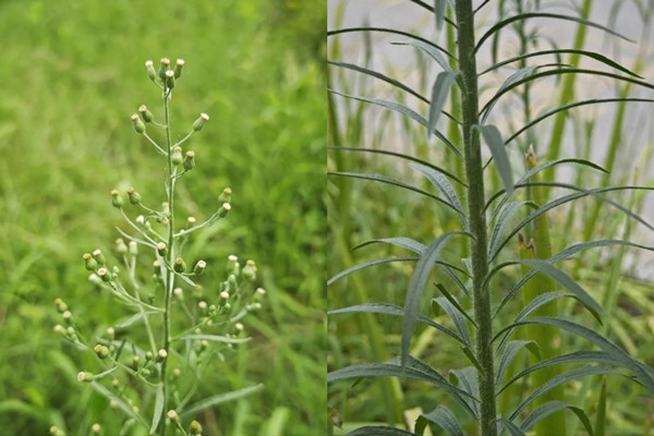 Tuy rằng ít người nhớ mặt nhớ tên nhưng cỏ phi bồng mang trong mình truyền thuyết rất cuốn hút.