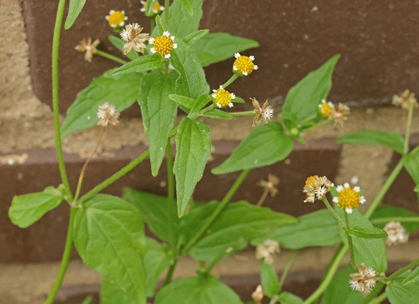 Cúc nhung (Galinsoga parviflora) hay còn gọi là vi cúc, cỏ thỏ, hoa hướng dương mini.