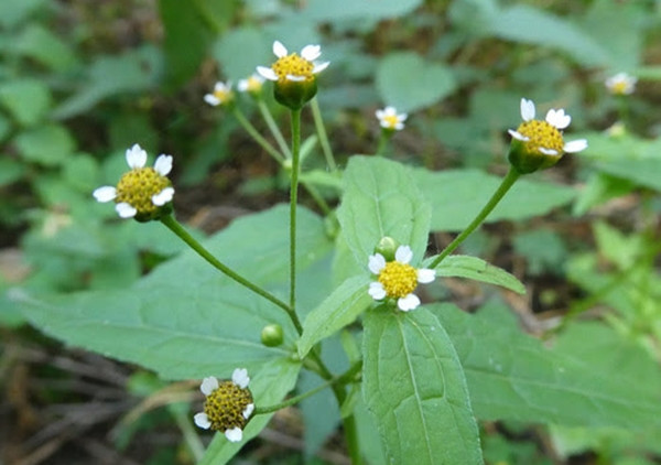 Cúc nhung là một sinh thể đối lập đầy thú vị, vừa là "kẻ xâm lược" không khoan nhượng, vừa là "chiến binh đa năng" phục vụ con người.