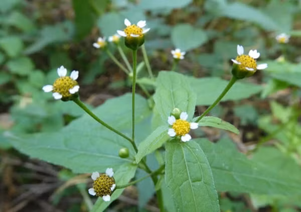 Cúc nhung là một sinh thể đối lập đầy thú vị, vừa là "kẻ xâm lược" không khoan nhượng, vừa là "chiến binh đa năng" phục vụ con người.