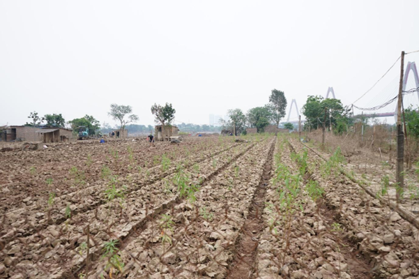 Những cây đào mới trồng lại đang lên mầm xanh, hy vọng mùa đào đỏ thắm khi Xuân về những năm tới.