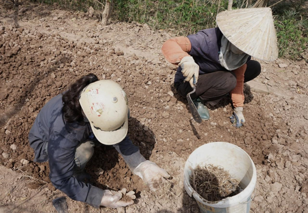 Tại làng đào Nhật Tân, chị Đỗ Thị Xuân nói: “Nhà tôi có 2 vườn đào, đều ngập hỏng hết, giờ tranh thủ bới cỏ gấu để làm sạch đất, khi nào có tiền sẽ mua đào giống về trồng. Còn vườn kia tôi trồng cây hoa ngắn ngày”.