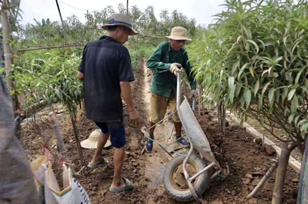 Ông Nguyễn Văn Tài (Nhật Tân, Tây Hồ) cho biết, ông mua đất về để bổ sung cho những cây đào còn sót lại với giá 1 triệu đồng/ xe 3 khối.