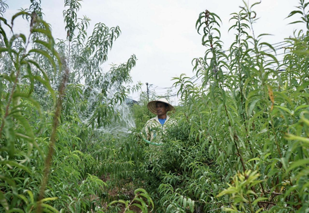 Tại những nhà vườn ở vị trí đất cao ở Nhật Tân, nước chỉ ngập đến gốc đào cho nên không bị ảnh hưởng. Người dân vẫn đang chăm sóc đào cho kịp vụ Tết Ất Tỵ năm nay.