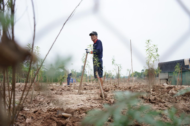 Ông Chu Văn Thư (Phú Thượng, Tây Hồ), cựu chiến binh, nói: “Nhà tôi cũng bị hỏng khoảng 400 cây, những cây còn sống thì lá cũng úa vàng héo và cũng đang chết dần, chắc chắn sẽ không ra hoa được cho Tết năm nay. Tôi bắt đầu phải mua cây đào con, trồng lại để cuối năm còn ghép mắt”.
