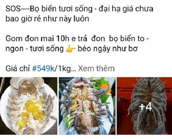 Bọ biển được rao bán trên mạng, với giá rẻ bất ngờ