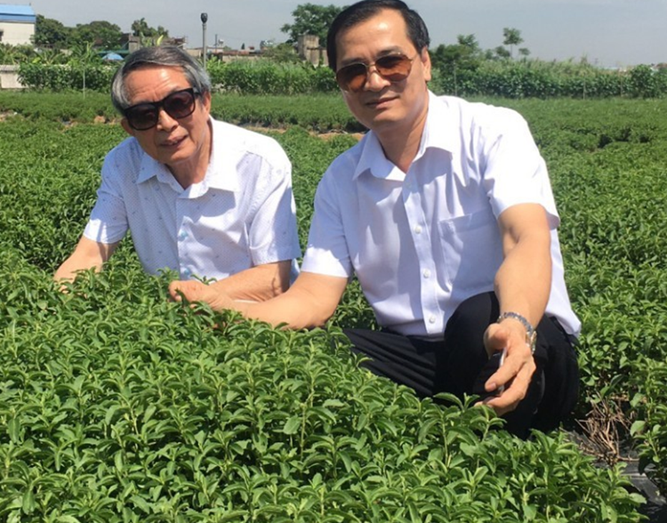 Giống cỏ ngọt ST77 công nhận giống Quốc gia năm 2019 mô hình tại Nam Định